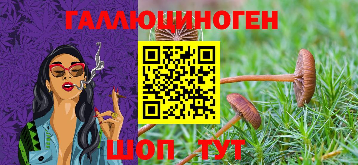 Галлюциногенные грибы Psilocybine cubensis Железноводск